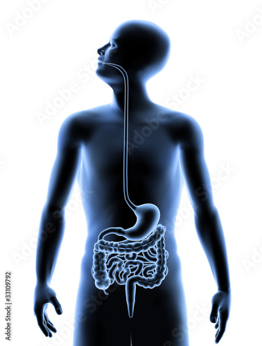 The human body - Digestive system