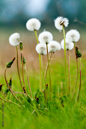 Dandelion © Arpad