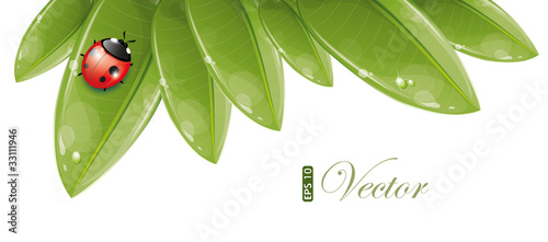 Green leaves design with ladybug