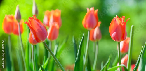 Spring field with colorful tulips.