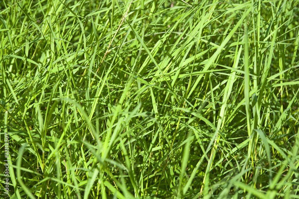 Green Grass Green Grass