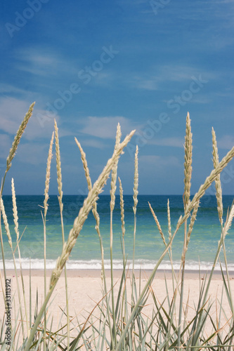 blue sky on beach with wheat