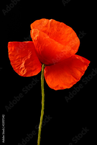 Fototapeta Naklejka Na Ścianę i Meble -  Mohnblume