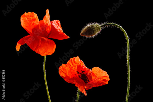 Fototapeta Naklejka Na Ścianę i Meble -  Mohnblumen