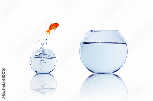 gold fish in a fishbowl © Sergey Nivens