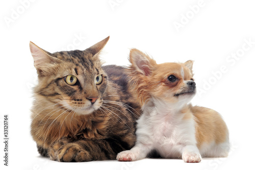 chiot chihuahua et chat main coon © cynoclub