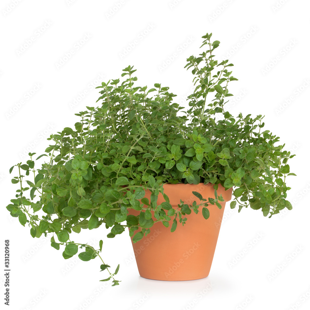 Fototapeta premium Oregano Herb Plant