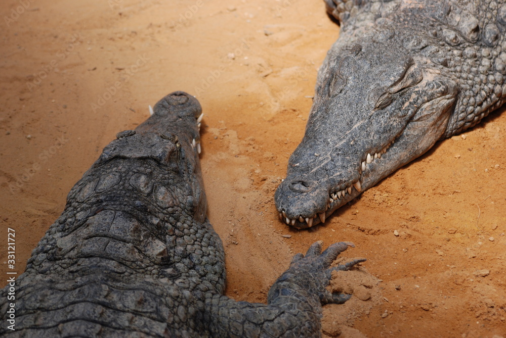 Obraz premium crocodiles