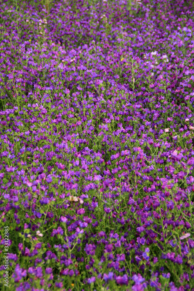 Campo florido - flowers in the field