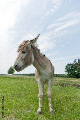 donkey © TSpider