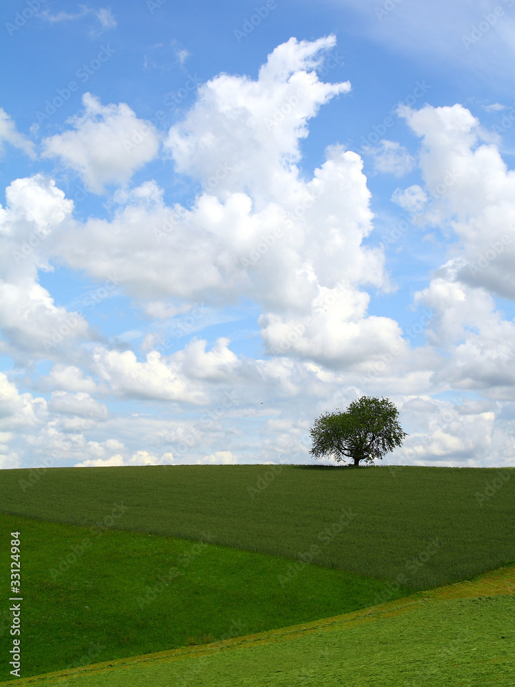 Lonely tree on a green hill