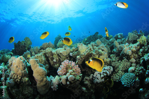 Fototapeta Naklejka Na Ścianę i Meble -  Coral and Fish (Butterlfyfish) on Tropical Reef with sun
