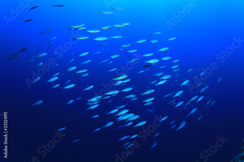 Shoal of Fish: Red Sea Fusiliers in blue water