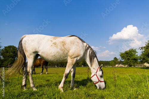 horse
