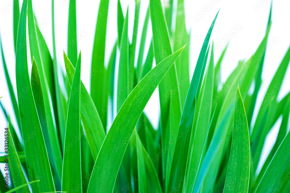 Green grass Green grass