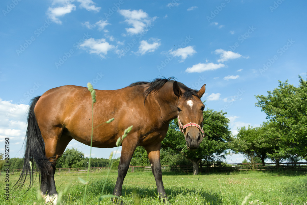 Fototapeta premium horse