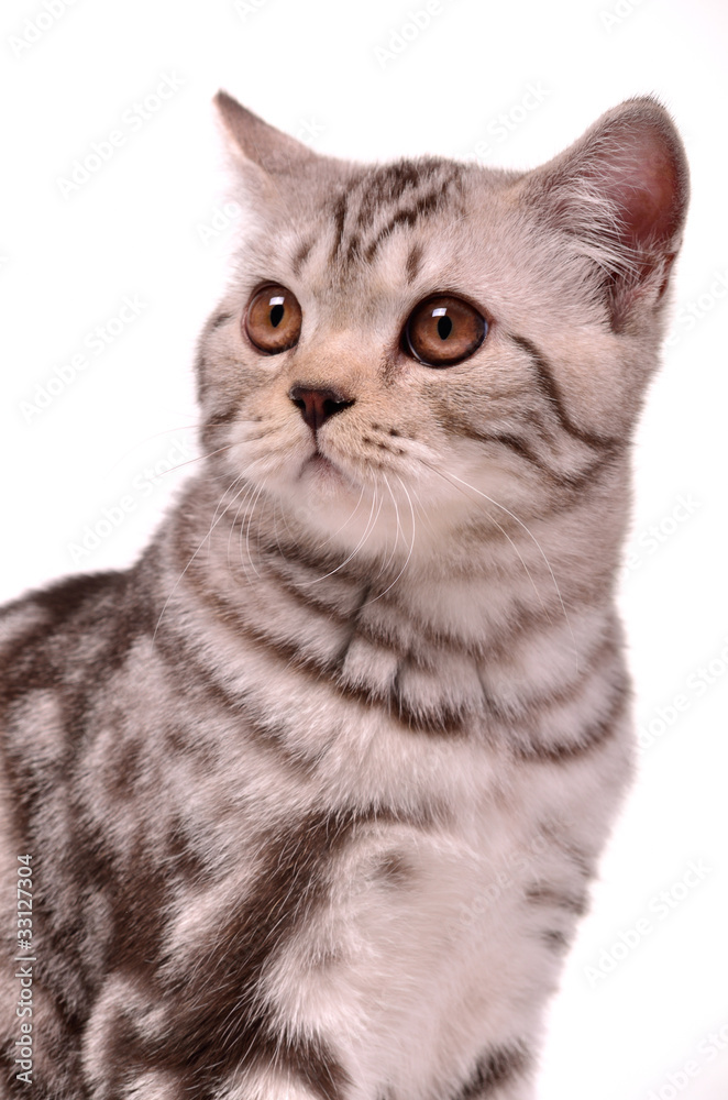 Scottish fold kitten portrait