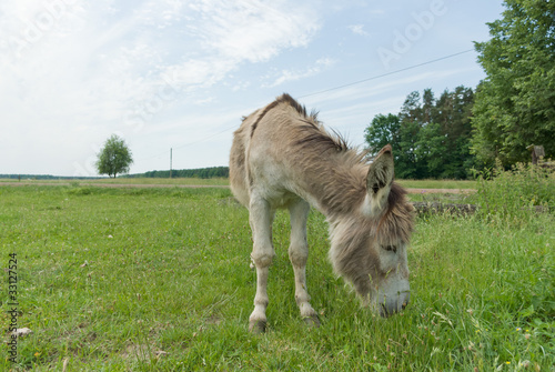 donkey © TSpider