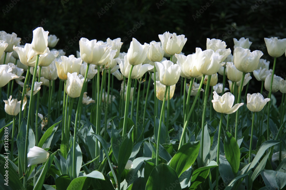 White tulips White tulips