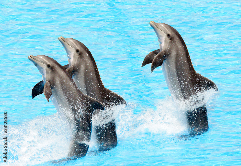 Obraz premium Three bottlenose dolphins ( Tursiops truncatus)