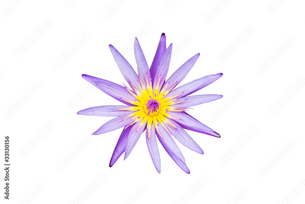 A blooming lotus flower isolate A blooming lotus flower isolate