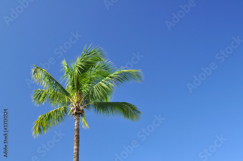 lone palm tree with blue sky