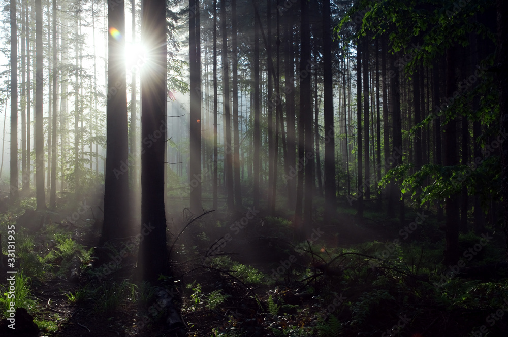 Naklejka premium forest