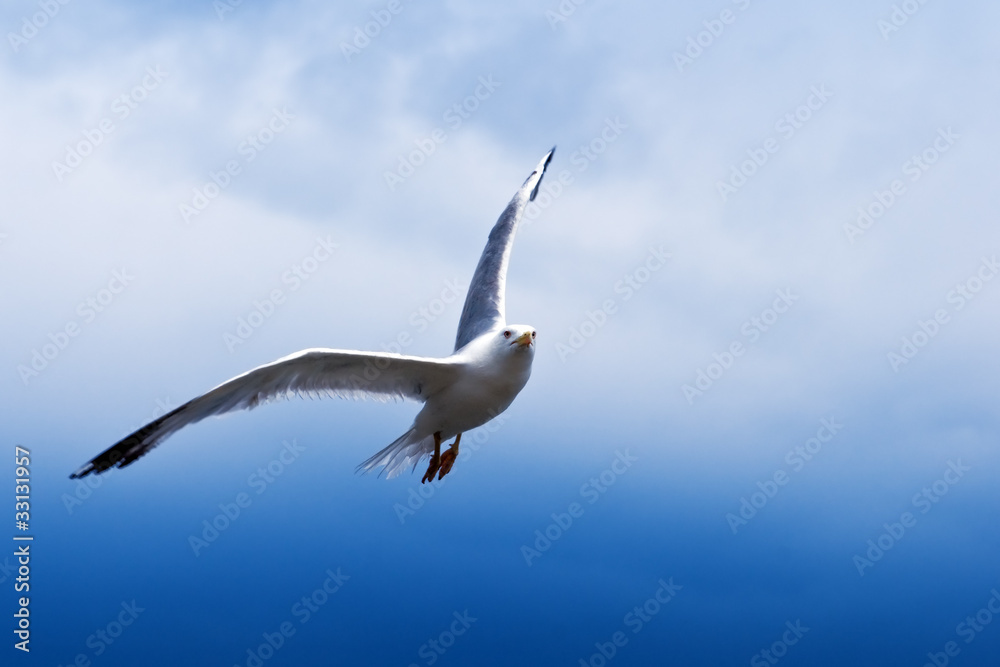 Obraz premium seagull