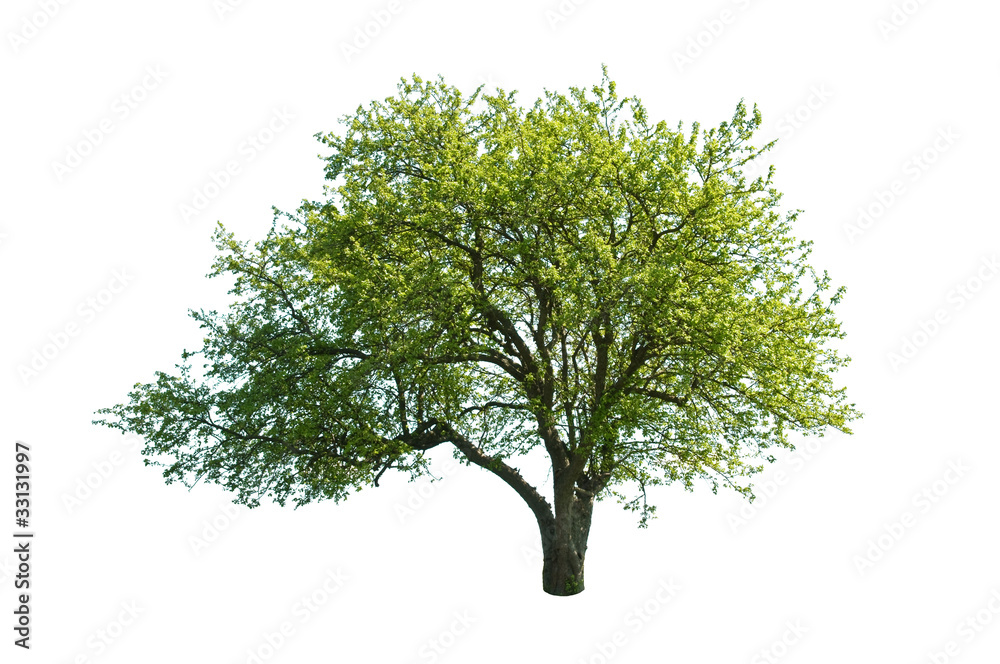 Obraz premium tree