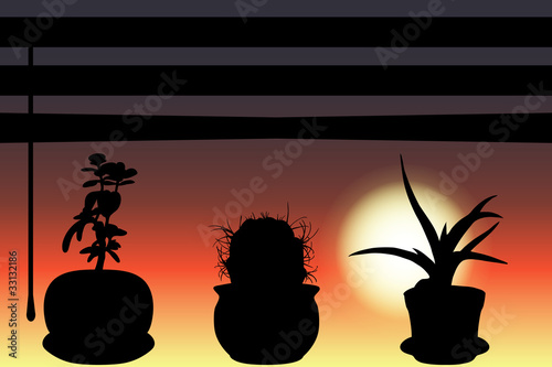 The shadows of three cactuses