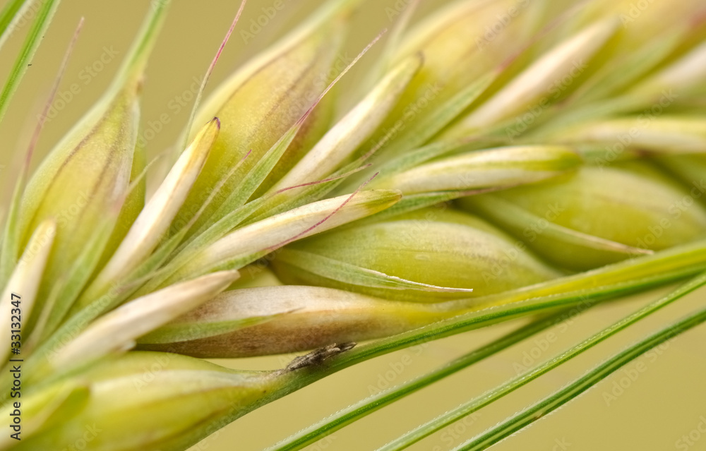 Obraz premium gros plan sur graines d'orge