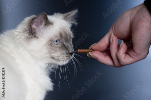 Ragdoll cat gets candy from his owner