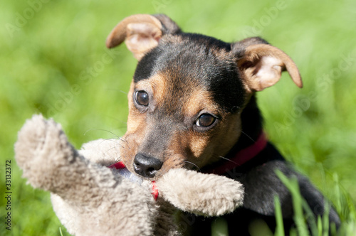 Little brown with black Jack russel sitting in the grass
