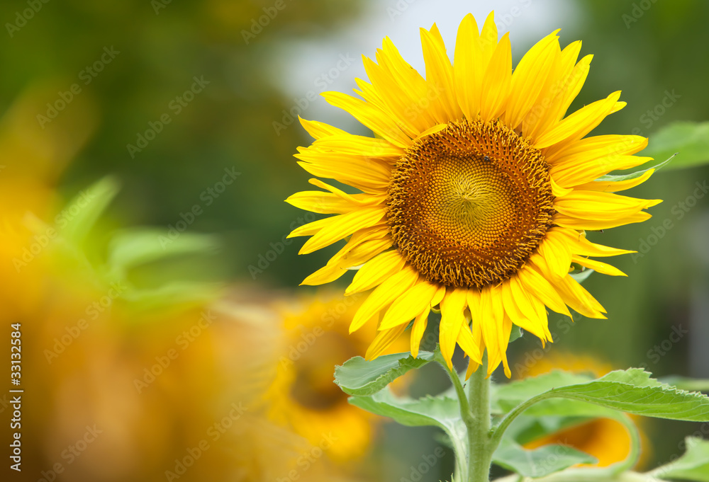 Fototapeta premium Sunflower