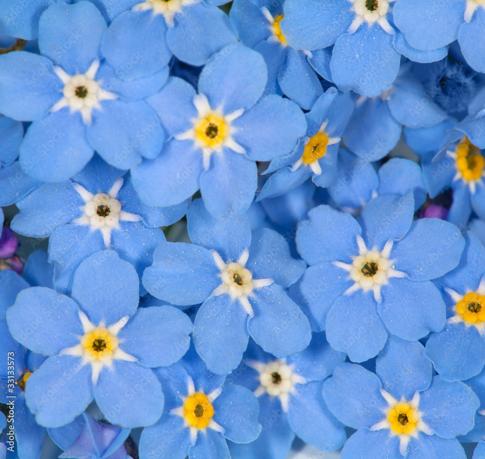 small blue forget-me-not flowers background small blue forget-me-not flowers background