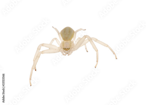 small light isolated spider