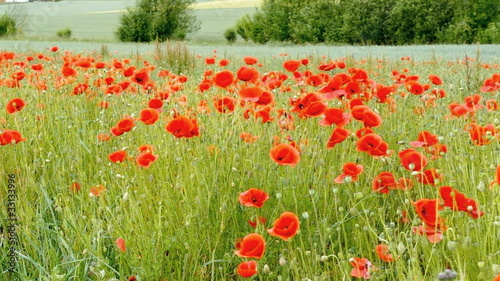 Corn poppy