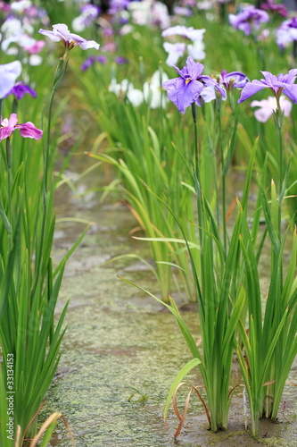 花菖蒲・大江戸 (堀切菖蒲園)