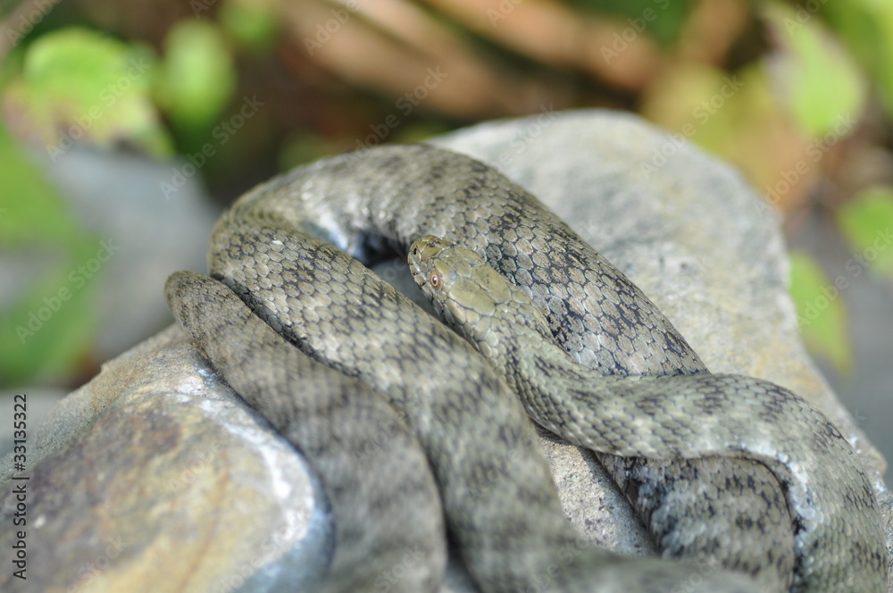Fototapeta premium Schlange