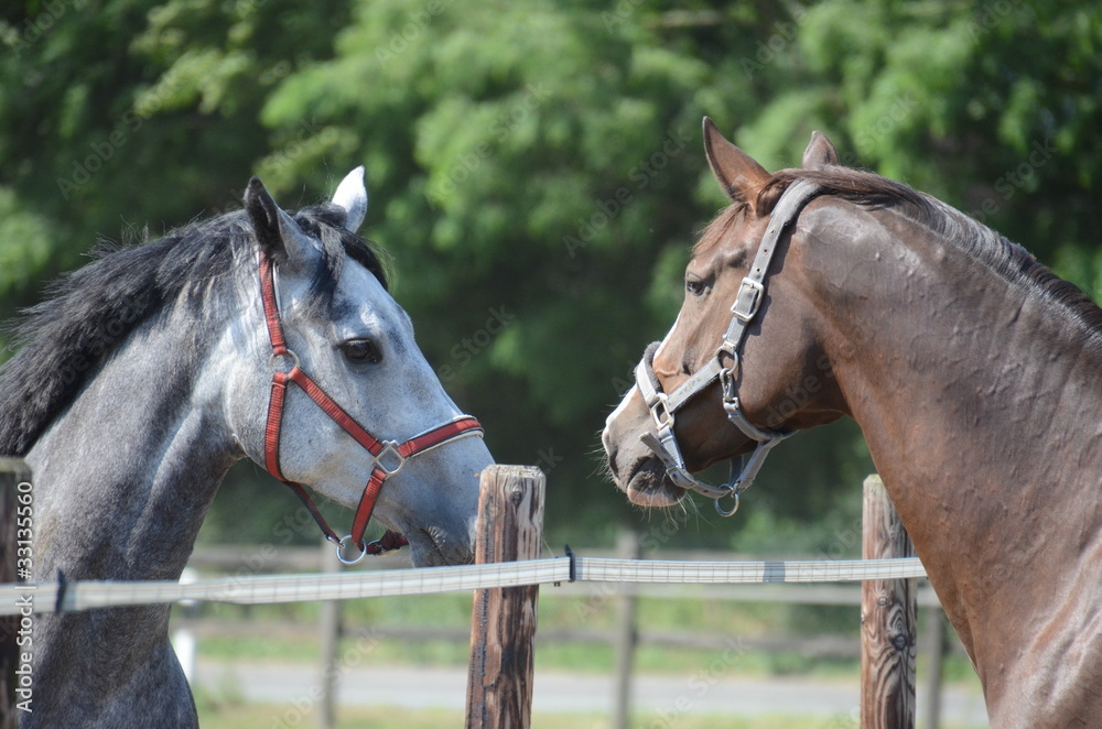 Fototapeta premium Pferde