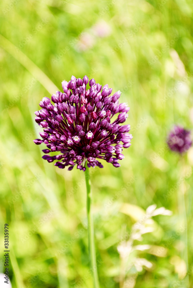 Fototapeta premium purple flower