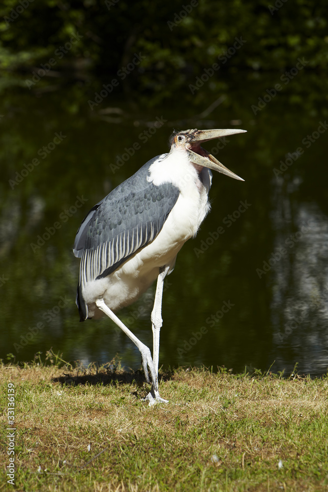 Fototapeta premium Marabu, Aasfreffer