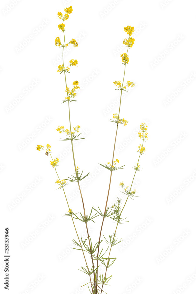 Galium verum Galium verum