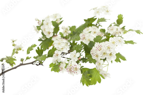 Hawthorn
