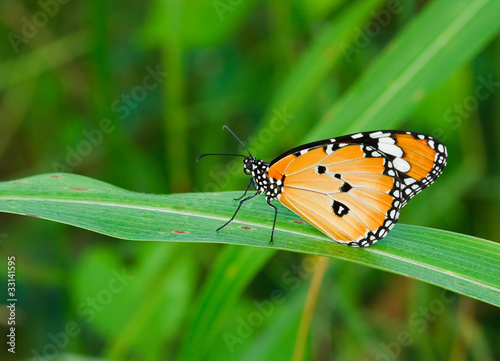 Orange butterfly wings.