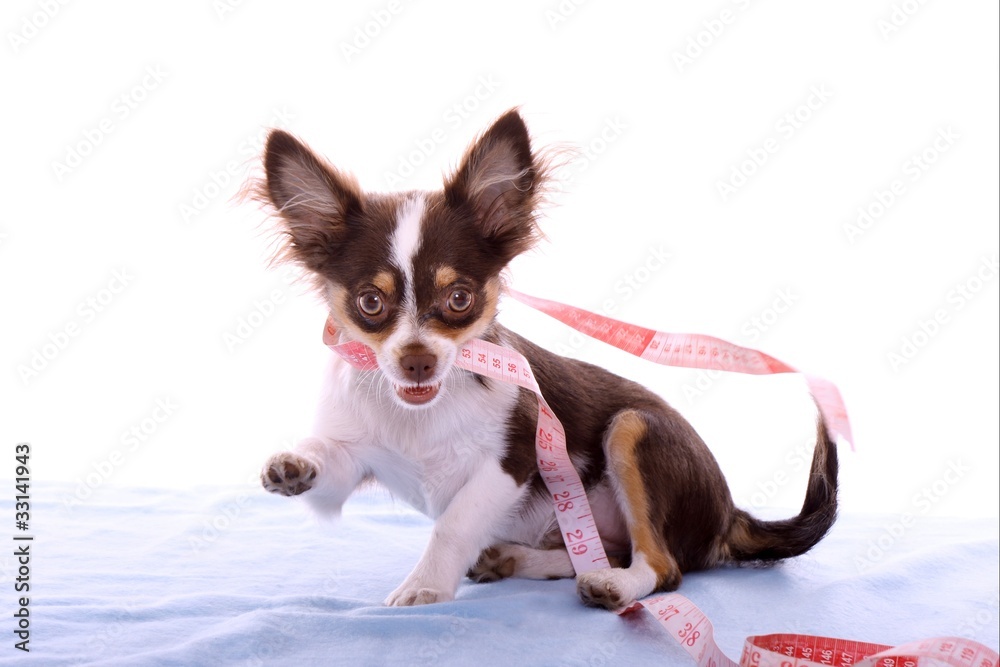 crazy Chihuahua Welpe mit Massband