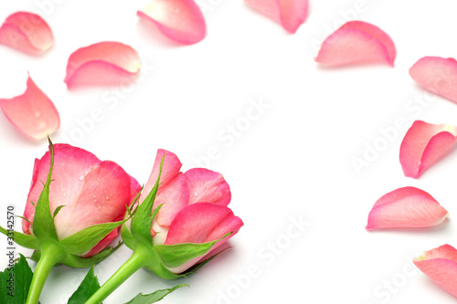 Wallpaper Mural rose Torontodigital.ca