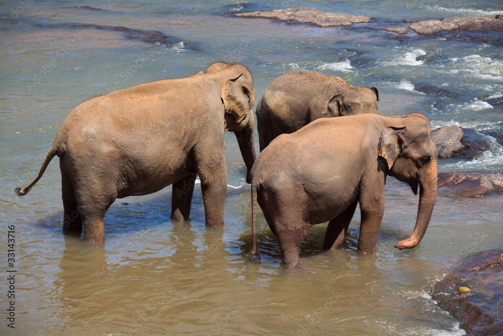 Elephants' trio