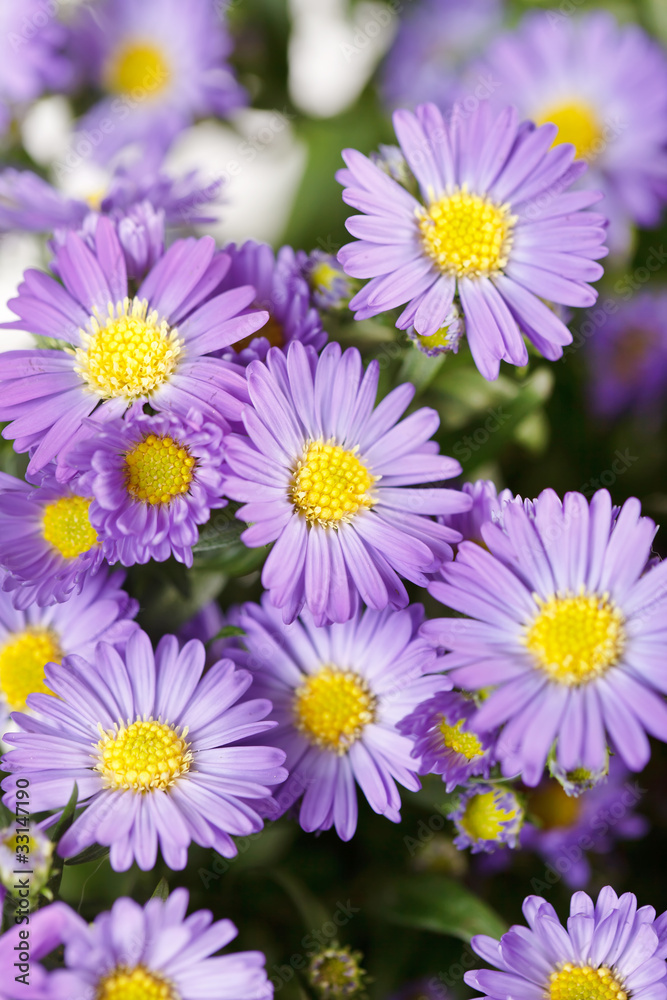 Chrysanthemum Flowers Chrysanthemum Flowers