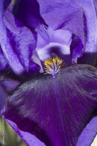 Fototapeta Naklejka Na Ścianę i Meble -  Bearded iris flower close up